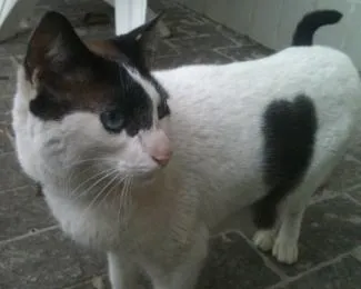Gato ra a SRD idade 1 ano nome Fubeca