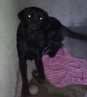 Cachorro raça labrador idade 2 anos nome Rugibi