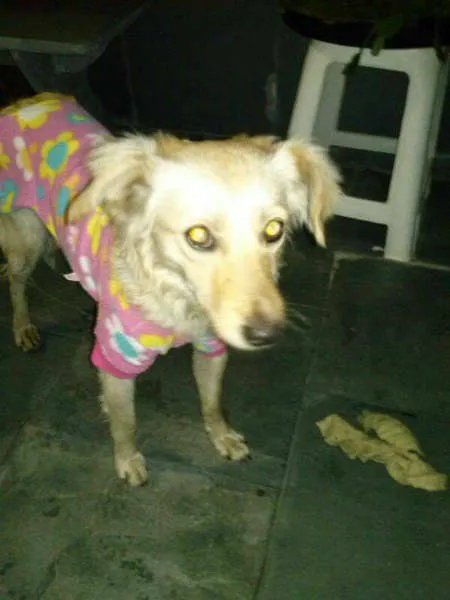 Cachorro ra a SRD idade 1 ano nome LUNA