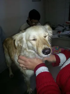 Cachorro raça SRD idade 1 ano nome LUNA