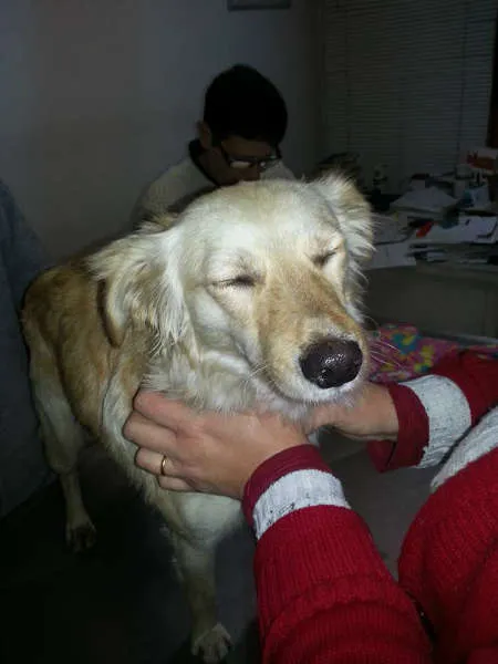 Cachorro ra a SRD idade 1 ano nome LUNA