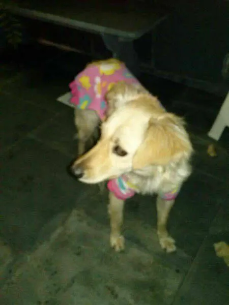 Cachorro ra a SRD idade 1 ano nome LUNA