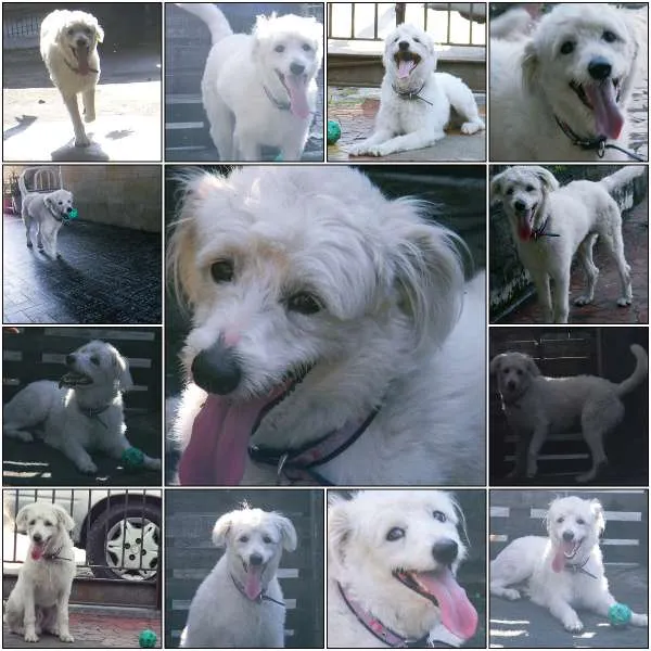 Cachorro raça Poodle idade 1 ano nome Max