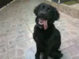 nina