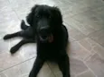 nina