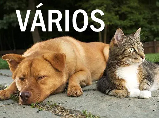 Cachorro ra a SRD idade  nome Vários