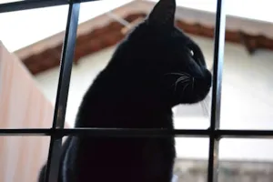 Gato raça SRD idade 2 anos nome Basquiat