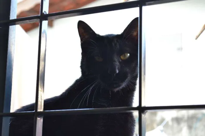 Gato ra a SRD idade 2 anos nome Basquiat