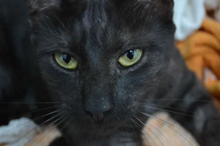 Gato ra a SRD idade 2 anos nome Ganache