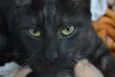Ganache