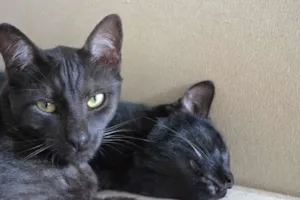 Gato raça SRD idade 2 anos nome Ganache