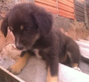 Cachorro raça SRD idade 2 a 6 meses nome Nana