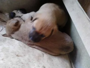 Cachorro raça vira lata  idade Abaixo de 2 meses nome ainda sem nome 