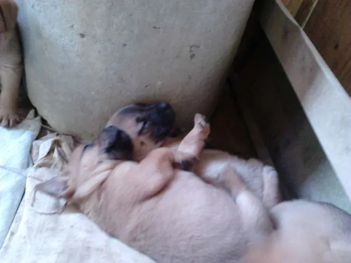 Cachorro ra a vira lata  idade Abaixo de 2 meses nome ainda sem nome 