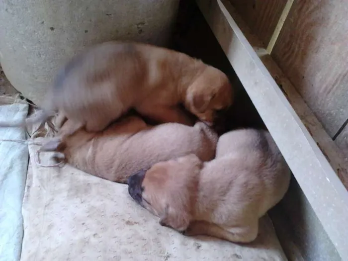 Cachorro ra a vira lata  idade Abaixo de 2 meses nome ainda sem nome 