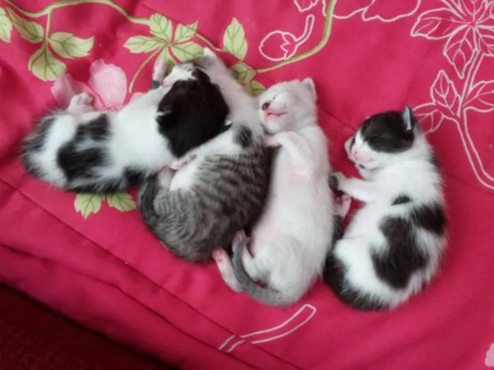 Gato ra a idade Abaixo de 2 meses nome Filhotinhos