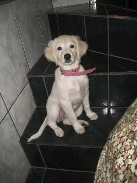 Cachorro ra a golden com cocker idade 1 ano nome bela