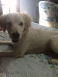 bela