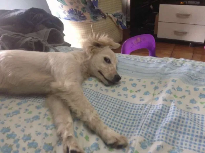 Cachorro ra a golden com cocker idade 1 ano nome bela
