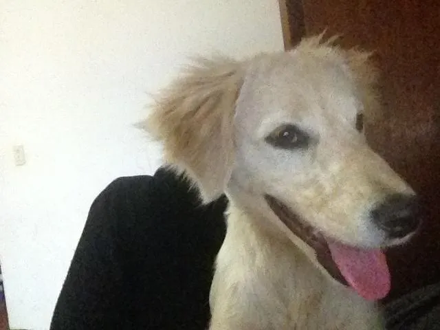 Cachorro ra a golden com cocker idade 1 ano nome bela
