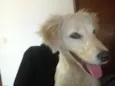 bela