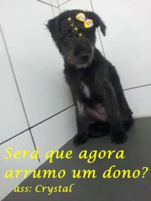 Cachorro raça srd mestiça  idade 2 a 6 meses nome crystal