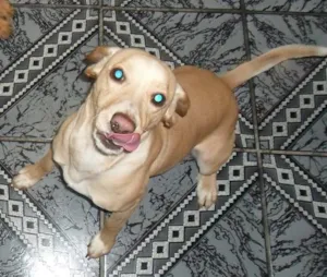 Cachorro raça SRD idade 1 ano nome Lucky