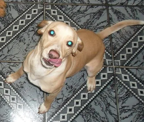 Cachorro ra a SRD idade 1 ano nome Lucky