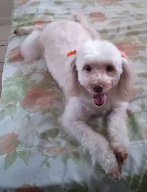 Cachorro raça Poodle idade 5 anos nome Lore