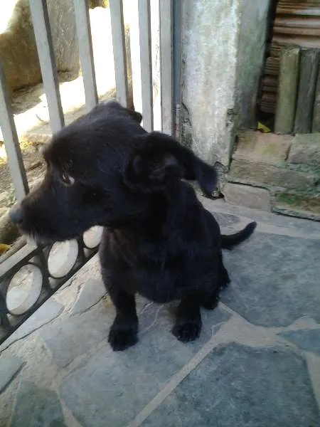 Cachorro ra a SRD idade  nome ?