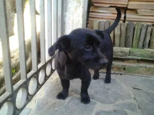 Cachorro raça SRD idade  nome ?