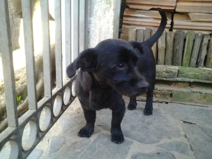 Cachorro ra a SRD idade  nome ?