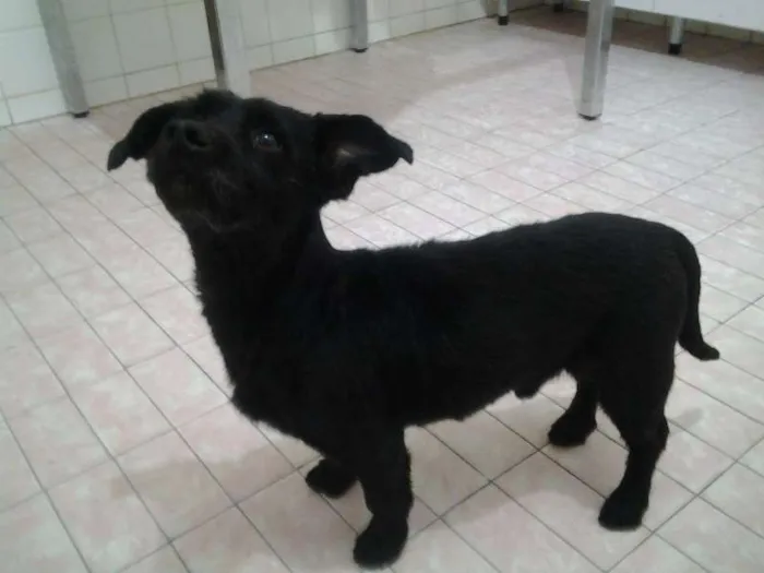 Cachorro ra a SRD idade  nome ?