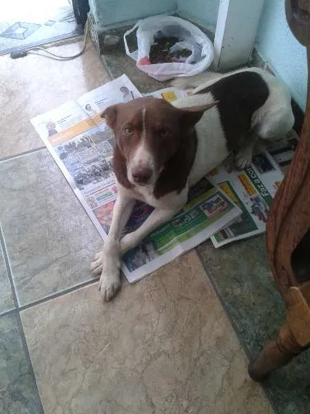 Cachorro ra a  idade 2 anos nome Francisco