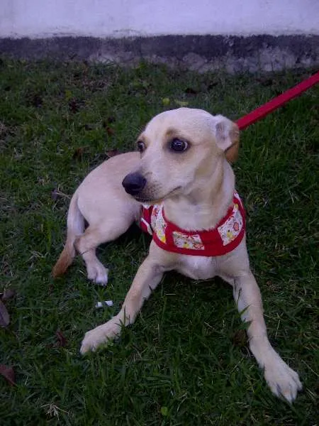 Cachorro ra a SRD idade 2 a 6 meses nome VIDA