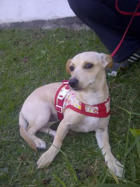 Cachorro ra a SRD idade 2 a 6 meses nome VIDA