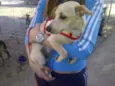VIDA