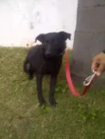 AMÊNDOA