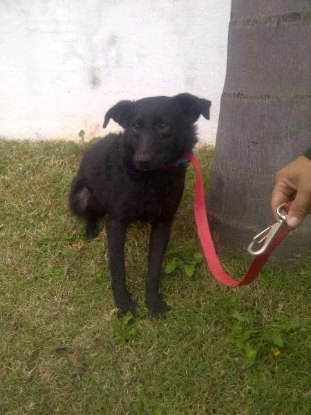 Cachorro ra a SRD idade 1 ano nome AMÊNDOA