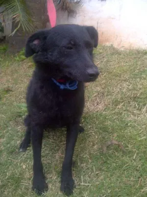 Cachorro raça SRD idade 1 ano nome AMÊNDOA