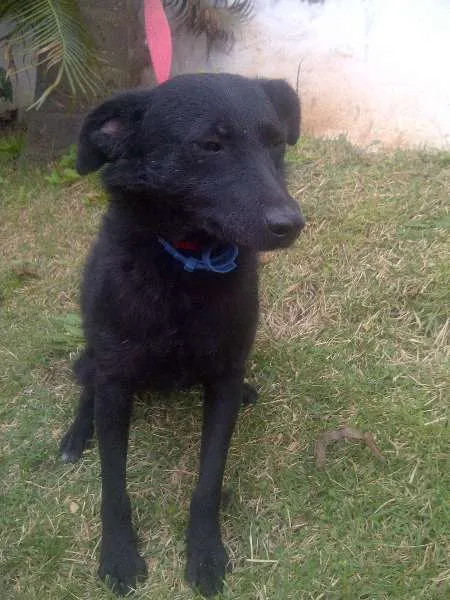 Cachorro ra a SRD idade 1 ano nome AMÊNDOA