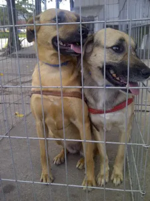 Cachorro raça SRD idade 3 anos nome NICK E DHARA