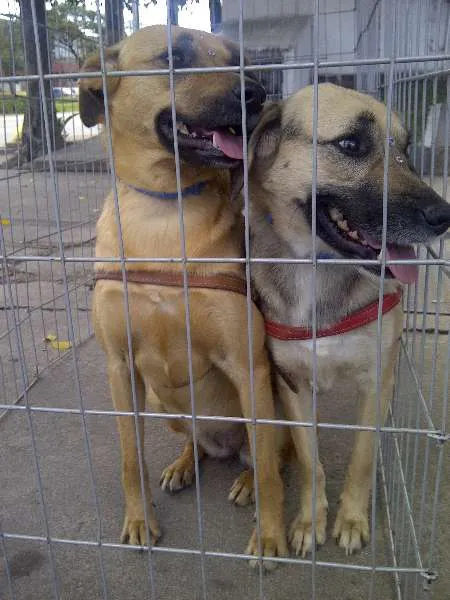 Cachorro ra a SRD idade 3 anos nome NICK E DHARA
