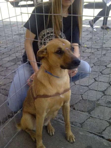 Cachorro ra a SRD idade 3 anos nome NICK E DHARA
