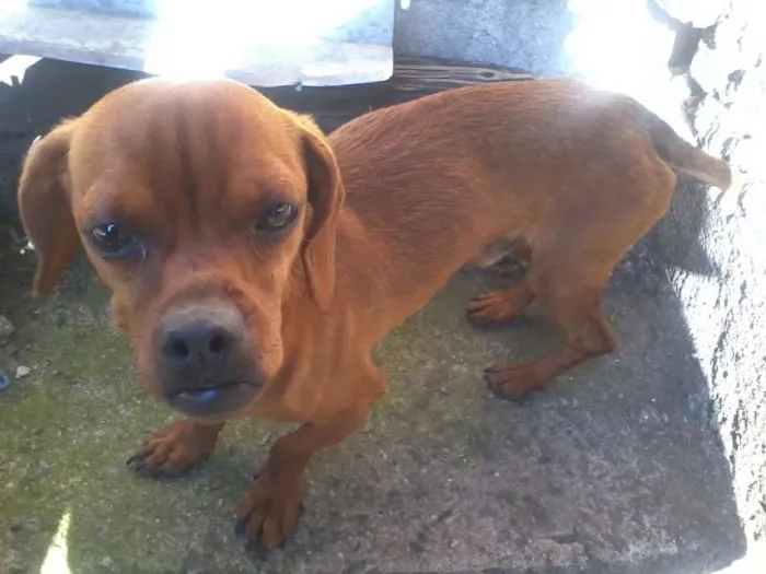 Cachorro ra a  idade Abaixo de 2 meses nome Ainda sem Nome 