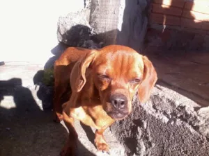 Cachorro raça  idade Abaixo de 2 meses nome Ainda sem Nome 