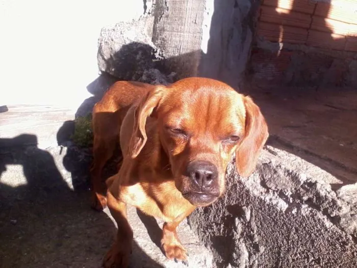 Cachorro ra a  idade Abaixo de 2 meses nome Ainda sem Nome 