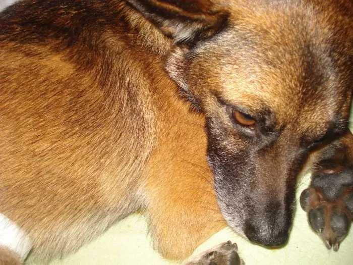 Cachorro ra a SRD idade 2 anos nome Fred