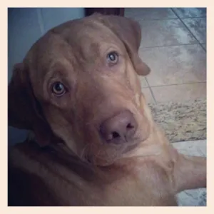 Cachorro raça Labrador idade 1 ano nome Zig