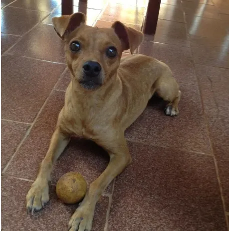 Cachorro ra a Pinscher idade 6 ou mais anos nome brad GRATIFICA